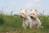 WESTIE 361